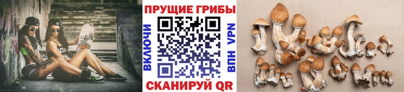 Галлюциногенные грибы Psilocybine cubensis  Избербаш 
